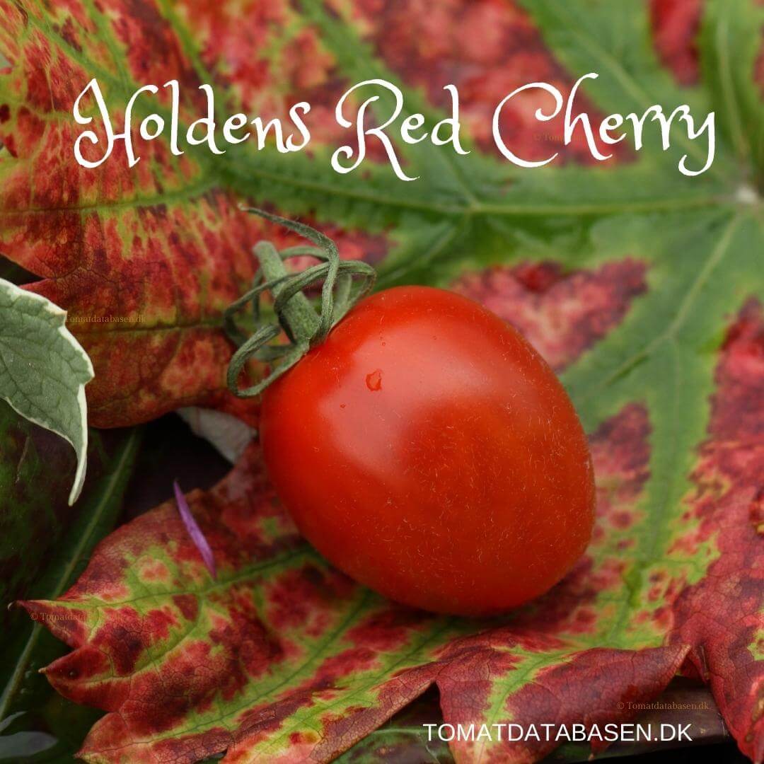 Holden’s Red Cherry